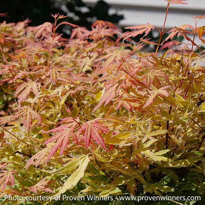 #2 Acer pal PW Metamorphosa/ Upright Japanese Maple