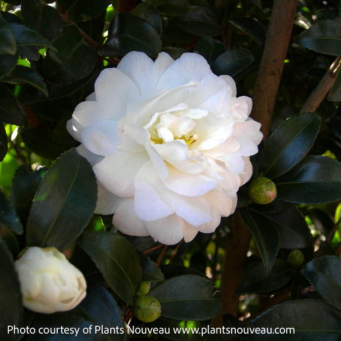 #1 Camellia sas SL October Magic &#39;Bride&#39;/ Double White - No Warranty