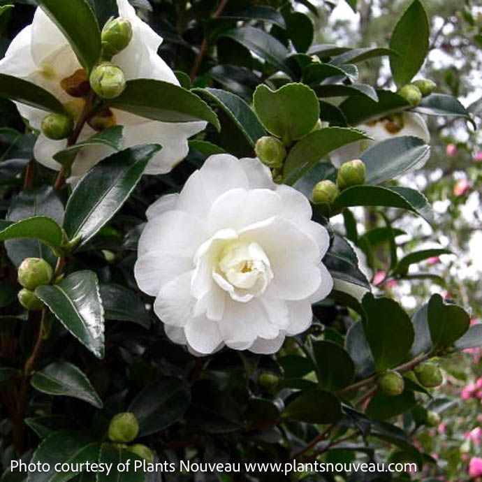 #1 Camellia sas SL October Magic &#39;Bride&#39;/ Double White - No Warranty