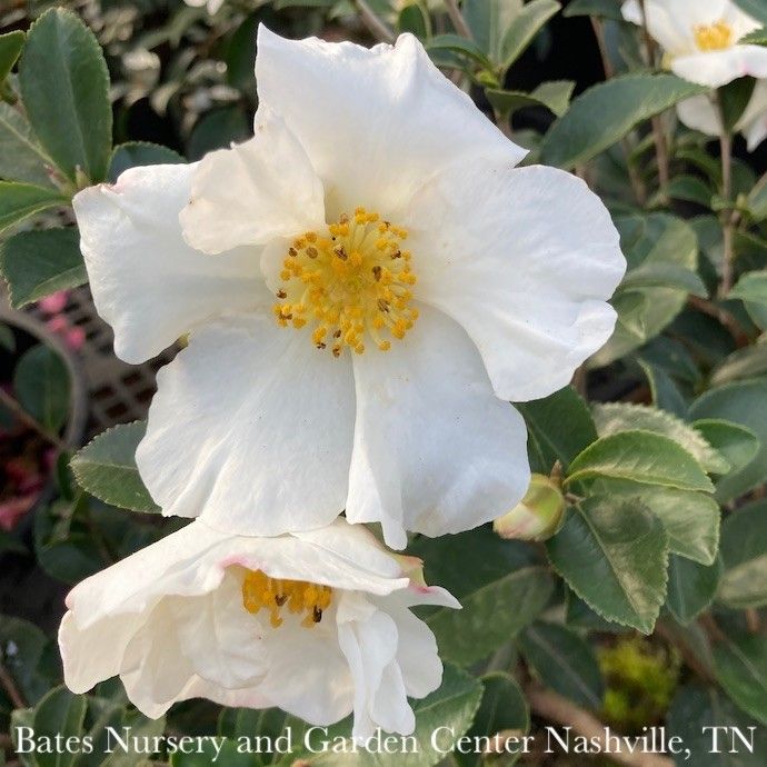 #1 Camellia sas Setsugekka/ White - No Warranty