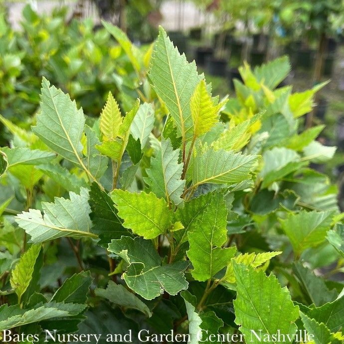 #7 Betula nigra Little King/ Dwarf Fox Valley River Birch Native (TN)