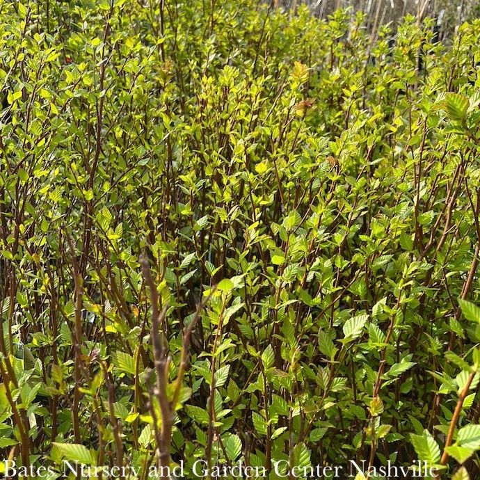 #7 Betula nigra Little King/ Dwarf Fox Valley River Birch Native (TN)