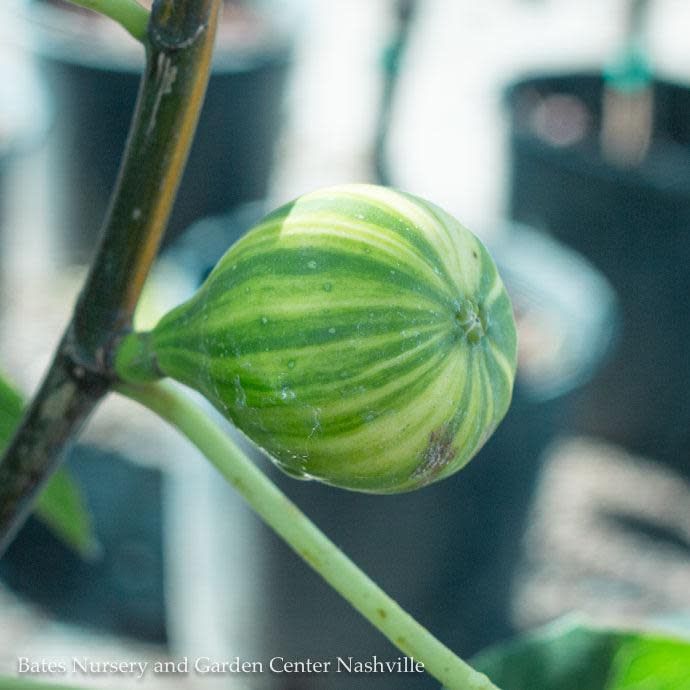 Edible #5 Ficus carica Panache (Tiger)/Fig - No Warranty