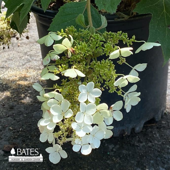 #2 Hydrangea quer Sike&#39;s Dwarf/ Oakleaf Native (TN)