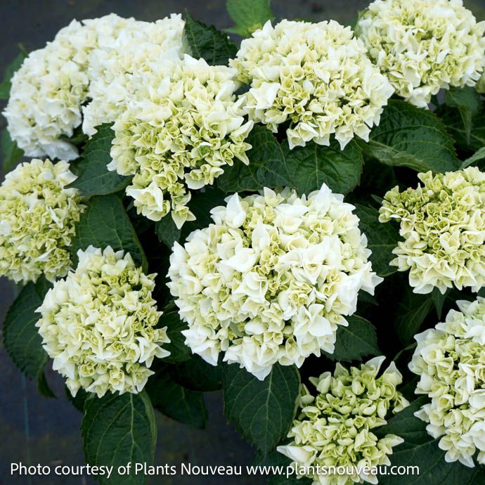 #3 Hydrangea mac Magical Bride/ Bigleaf/ Mophead