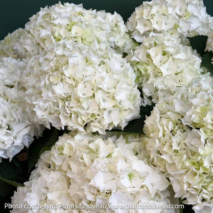 #3 Hydrangea mac Magical Bride/ Bigleaf/ Mophead