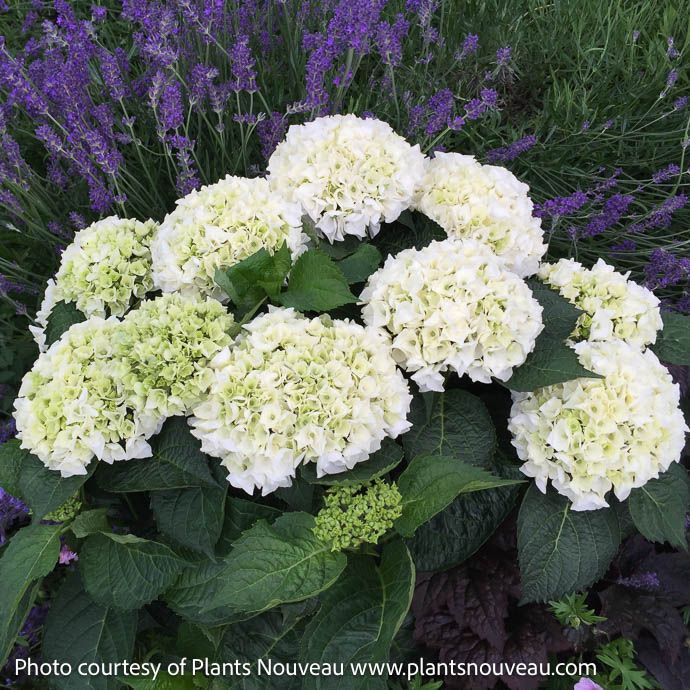 #3 Hydrangea mac Magical Bride/ Bigleaf/ Mophead