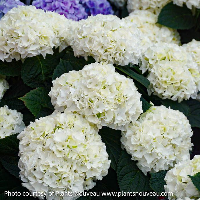 #3 Hydrangea mac Magical Bride/ Bigleaf/ Mophead