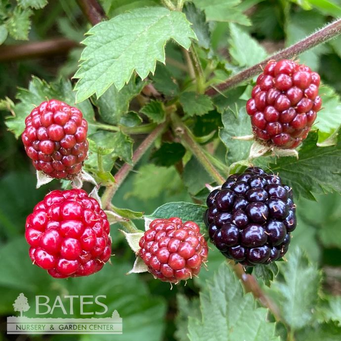 Edible #2 Rubus fruticosus Loch Ness/ Thornless Blackberry
