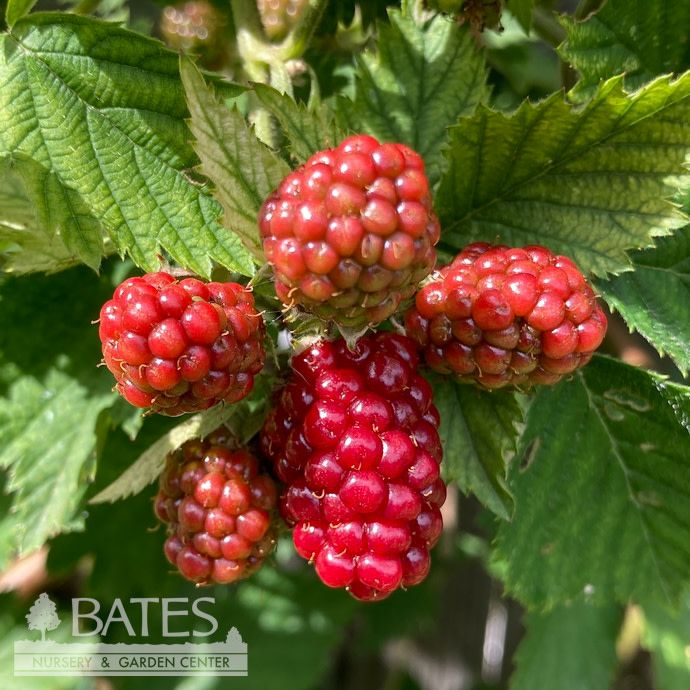 Edible #2 Rubus fruticosus Loch Ness/ Thornless Blackberry