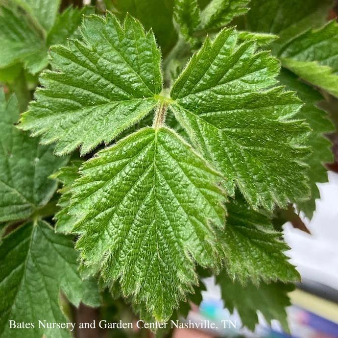 Edible #2 Rubus fruticosus Loch Ness/ Thornless Blackberry