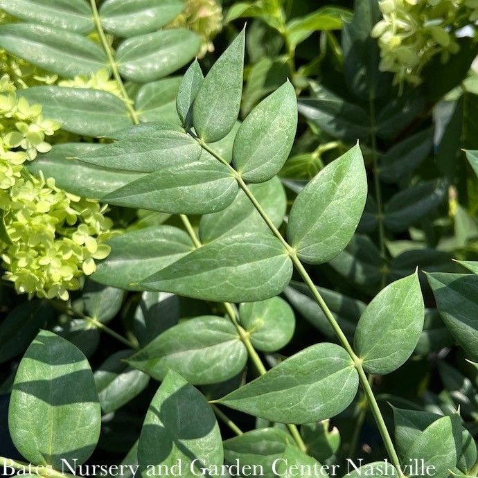 #7 Mahonia x media SL Marvel