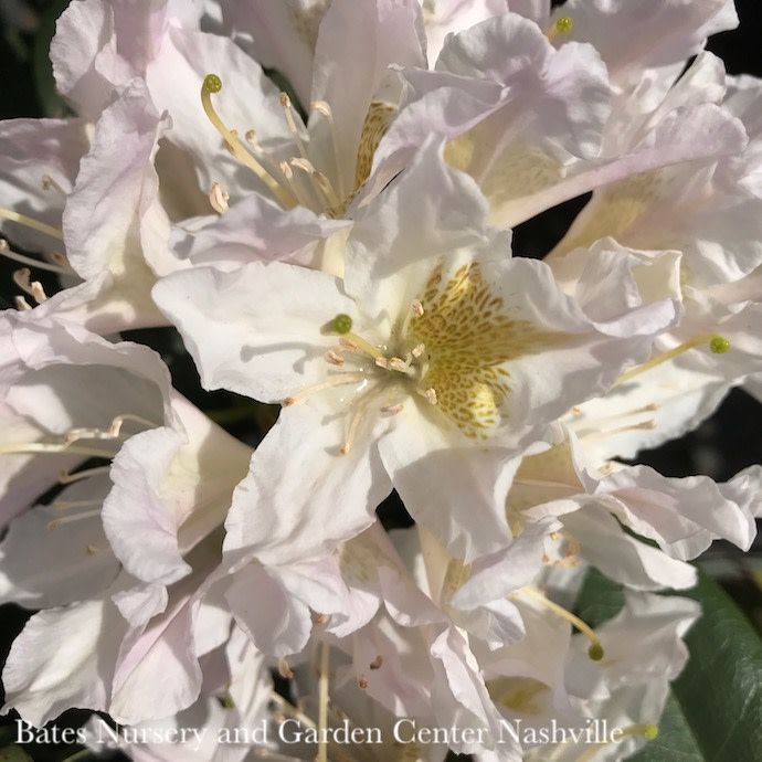 #2 Rhododendron x Chionoides/ White - No Warranty
