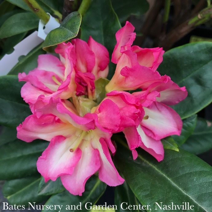 #3 Rhododendron x Melrose Flash/ Pink, Yellow - No Warranty