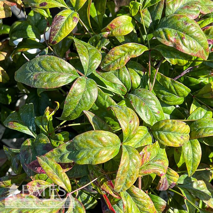 #7 Nandina dom Atropurpurea Nana/ Dwarf Heavenly Bamboo