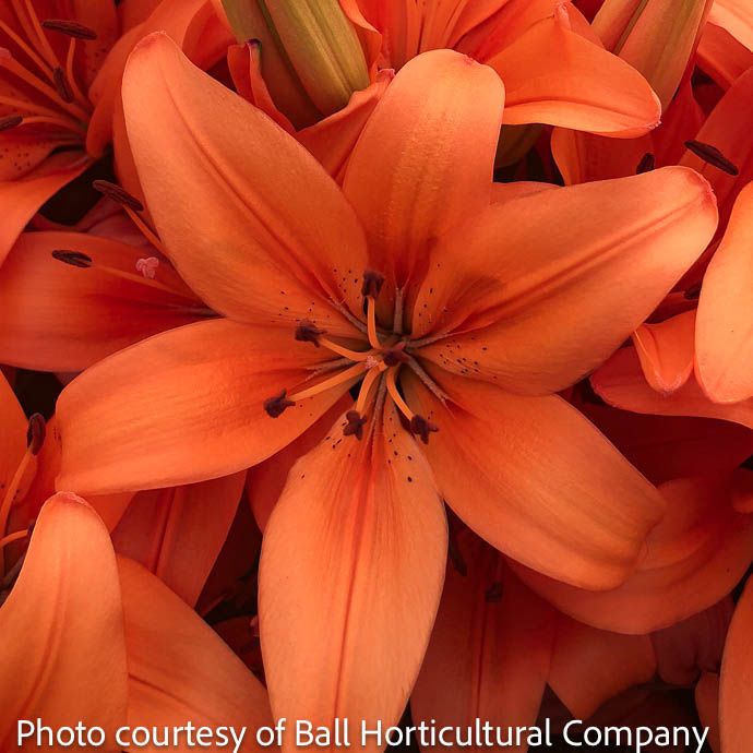 Bulb Lilium Matrix Orange/ Asiatic Lily 2/pk