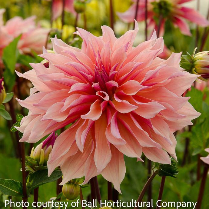 Bulb Dahlia Labyrinth/ Pink Dinnerplate 2/pk