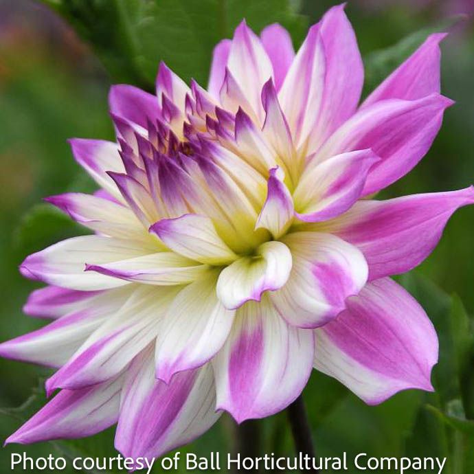 Bulb Dahlia Ferncliff Illusion /White w/Pink tips Dinnerplate 2/pk