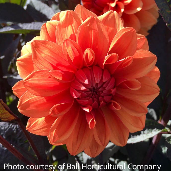 Bulb Dahlia David Howard/ Orange Decorative 2/pk