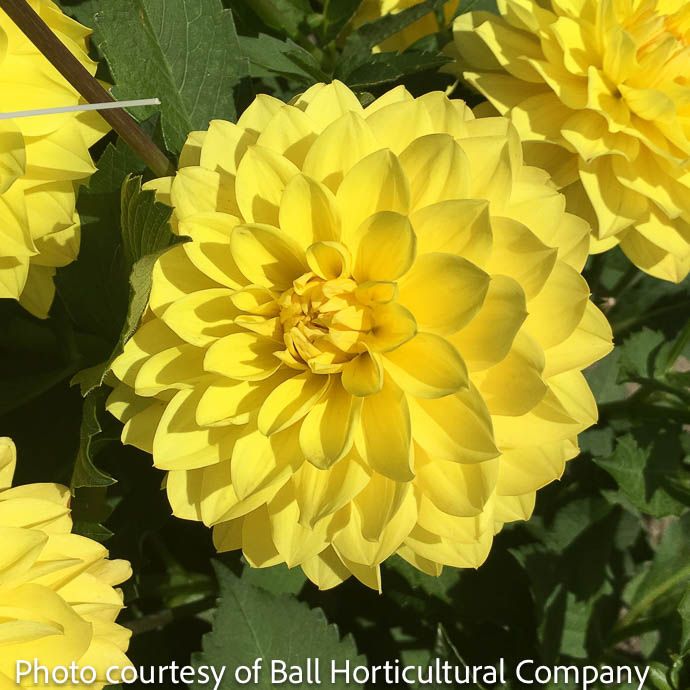 Bulb Dahlia American Sun/ Yellow Decorative 2/pk