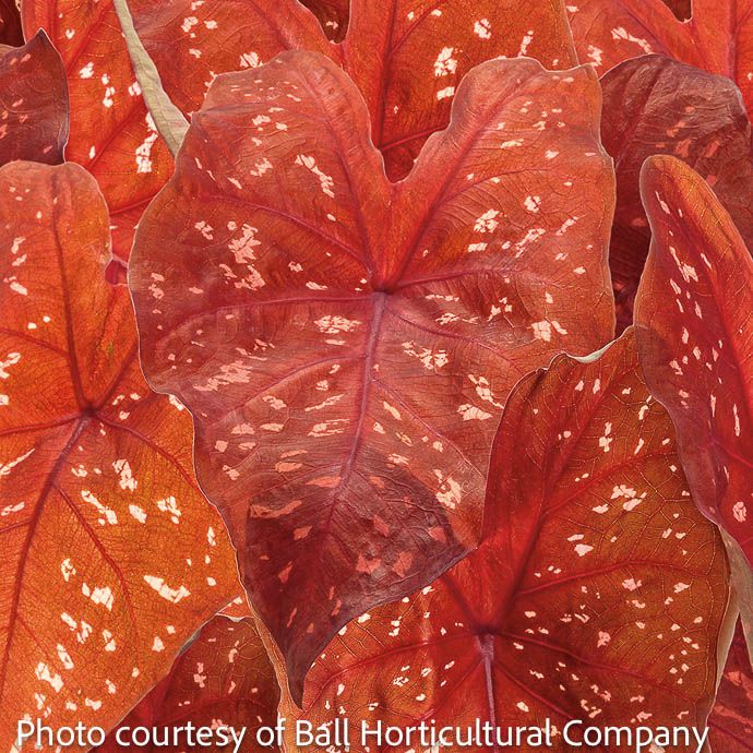 Bulb Caladium Hortulanum Burning Heart 2/pk