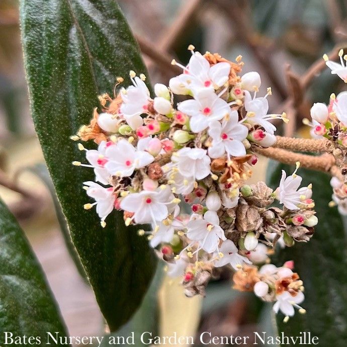 #2 Viburnum x pragense/ Prague Evergreen