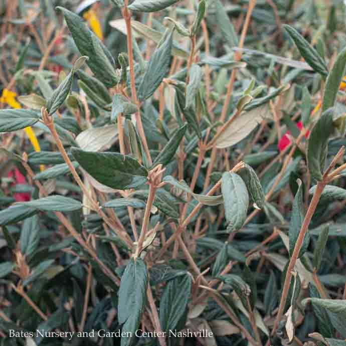 #2 Viburnum x pragense/ Prague Evergreen