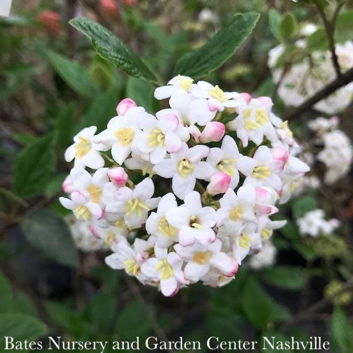 #5 Viburnum x burkwoodii/ Fragrant