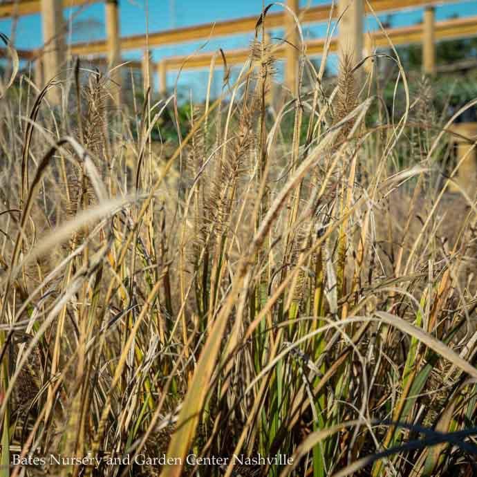 #5 Grass Pennisetum alop Red Head/ Fountain