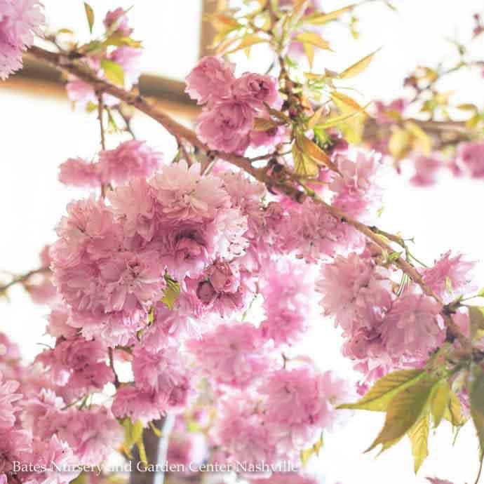 Topiary 48&quot; Graft Patio Tree #7 Prunus x Extraordinaire/ Pink Weeping Flowering Cherry