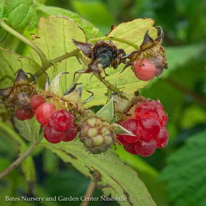Edible #5 Rubus idaeus var strig Heritage/ Red Raspberry Native (TN)