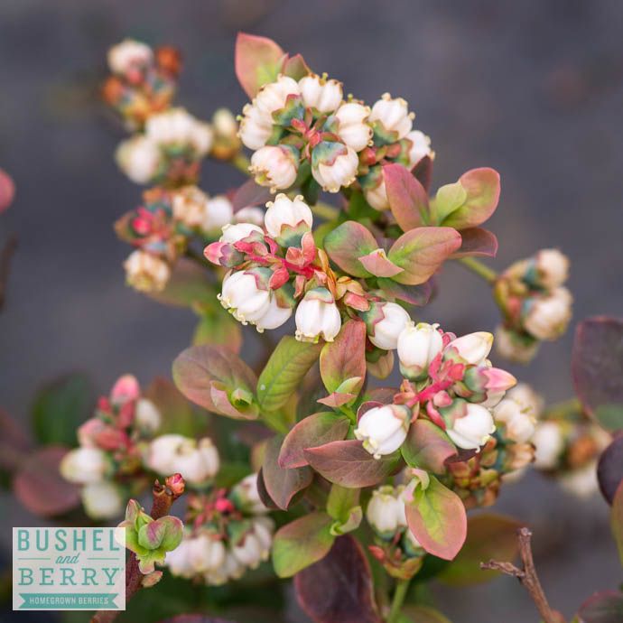 Edible #1 Vaccinium cory Bushel and Berry &#39;Peach Sorbet&#39;/ Dwarf Highbush Blueberry Native (TN)