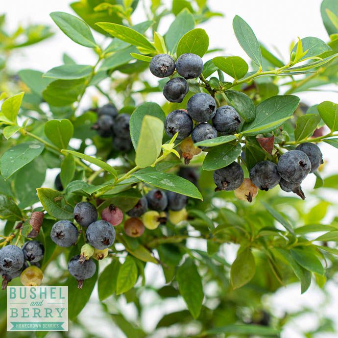 Edible #1 Vaccinium x Bushel and Berry &#39;Sapphire Cascade&#39;/ Blueberry