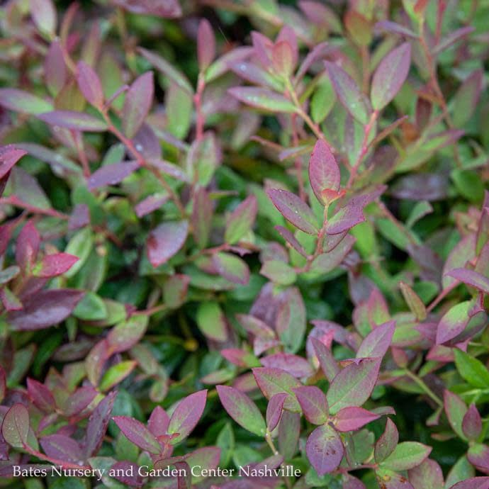 Edible #1 Vaccinium x Bushel and Berry &#39;Sapphire Cascade&#39;/ Blueberry