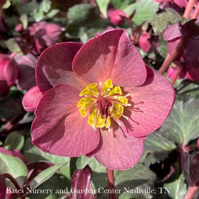 #1 Helleborus Ice N&#39; Roses &#39;Brunello&#39;/ Lenten Rose