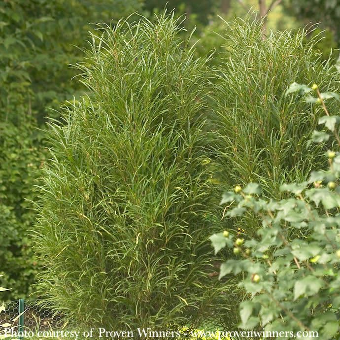 36-42&quot; Rhamnus frang PW Fine Line/ Fern Leaf Buckthorn