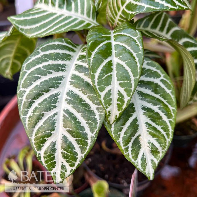 4p! Aphelandra squarrosa / Zebra Plant /Tropical