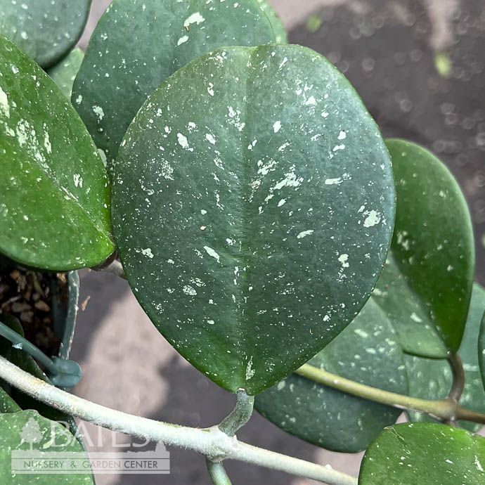 6hb! Hoya Obovata Hanging Basket /Tropical