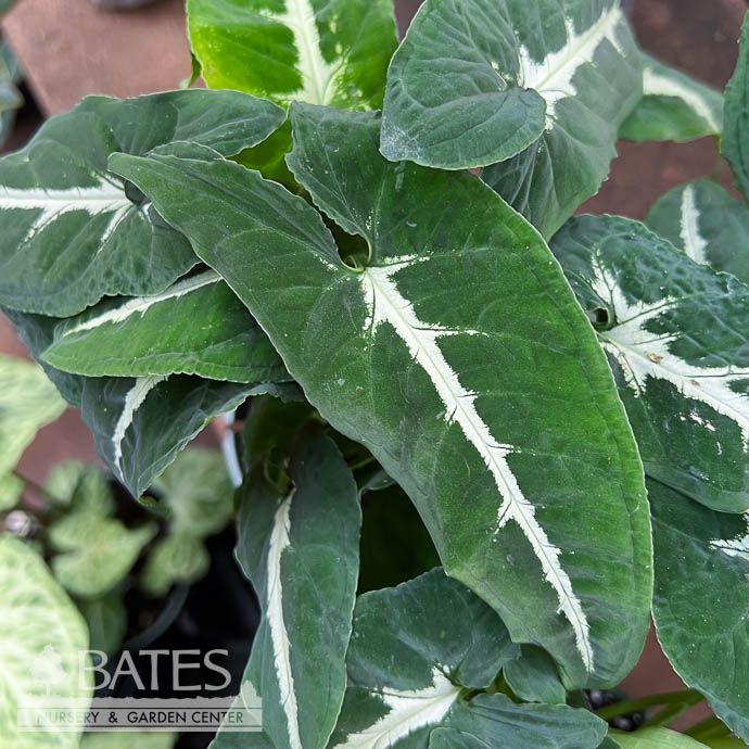 6p! Syngonium Wendlandii  TOTEM /Arrowhead Plant /Nephthytis /Tropical