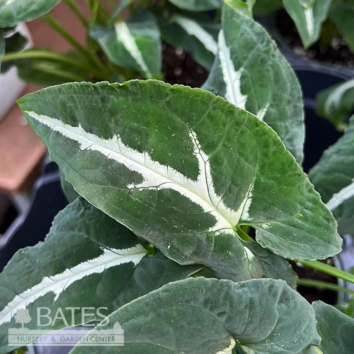 4p! Syngonium Wendlandii / Arrowhead Plant /Nephthytis /Tropical