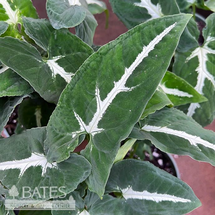 4p! Syngonium Wendlandii / Arrowhead Plant /Nephthytis /Tropical