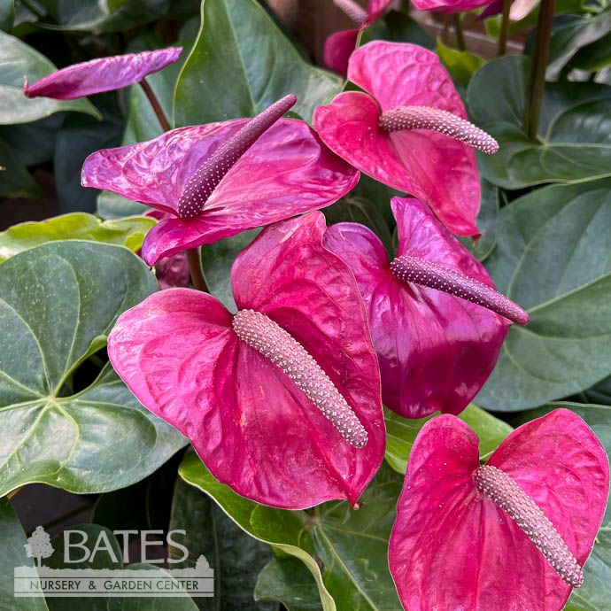 6p! Anthurium UT Purple  /Tropical
