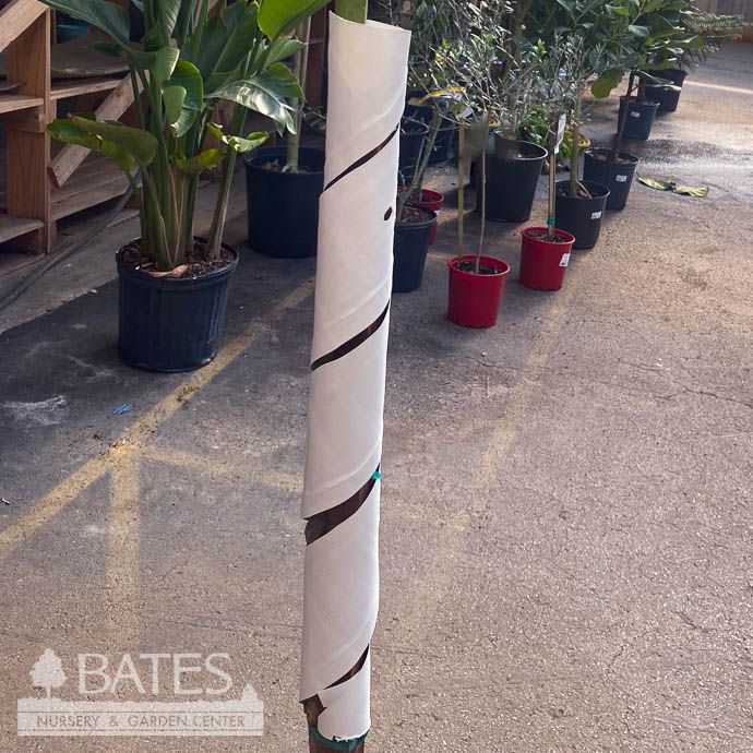 Tree Wrap / Tree Guard 24&quot; White Spiral Plastic ea