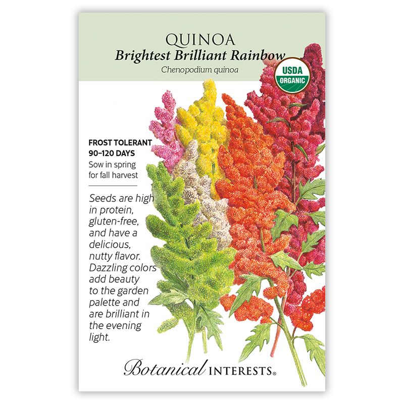 Seed Veg Quinoa Brightest Brilliant Rainbow Organic - Chenopodium quinoa