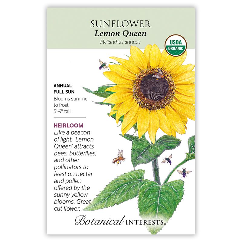 Seed Flwr Sunflower Lemon Queen Heirloom - Helianthus annuus Native (TN)