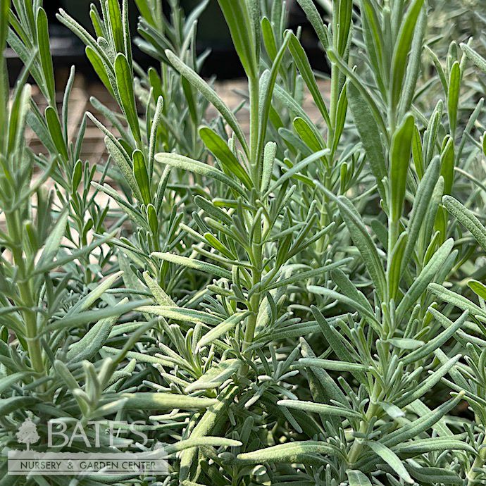 Seed Flwr Lavender Dwarf Munstead Organic Heirloom - Lavandula angustifolia