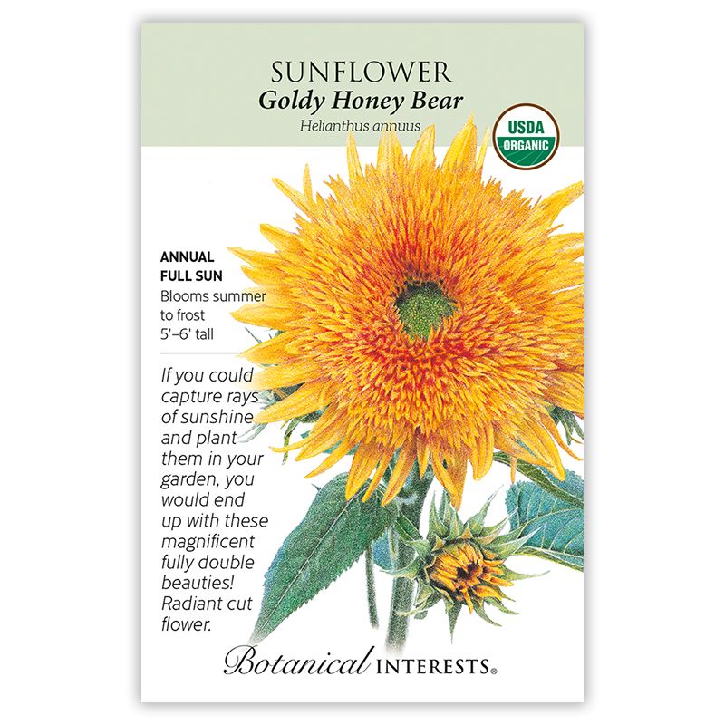 Seed Flwr Sunflower Goldy Honey Bear Organic - Helianthus annuus Native (TN)