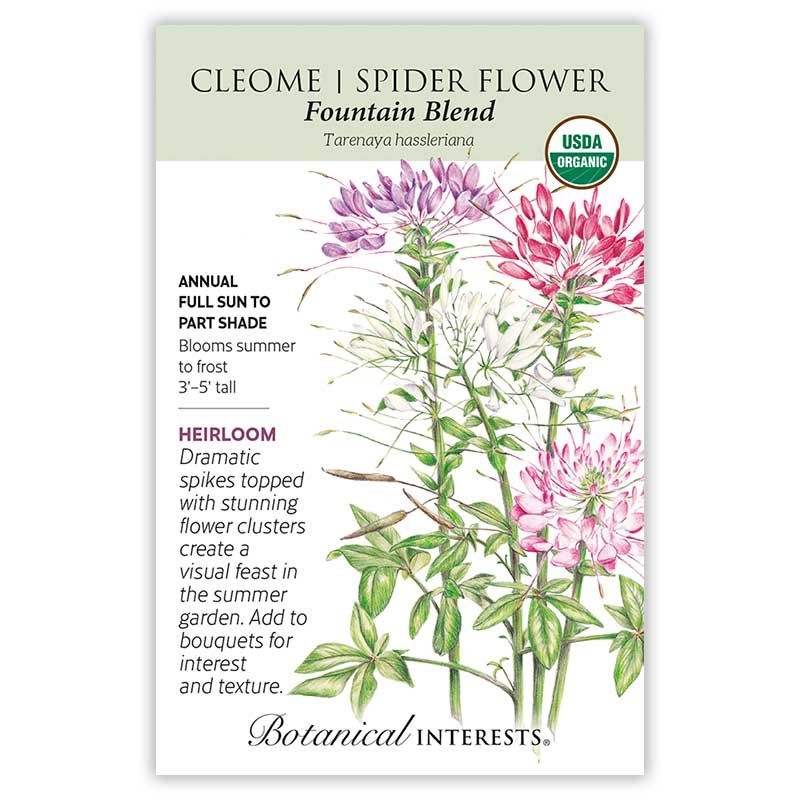 Seed Flwr Cleome Spider Flower Fountain Blend Organic Heirloom - Tarenaya hassleriana