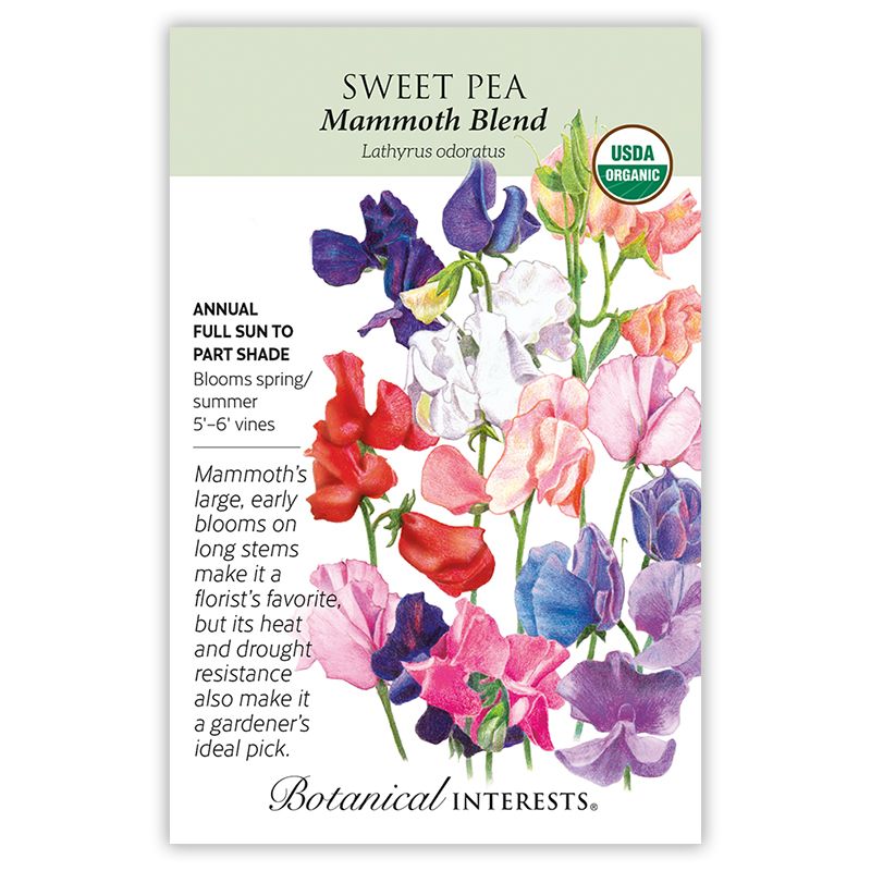 Seed Flwr Sweet Pea Mammoth Organic - Lathyrus odoratus