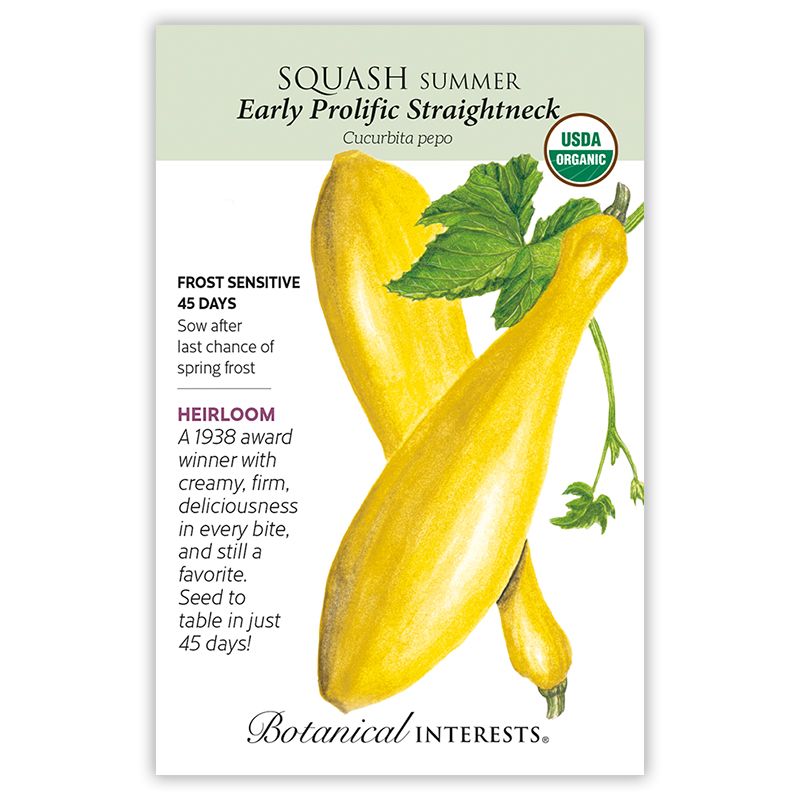 Seed Veg Squash Summer Early Prolific Straightneck Organic Heirloom - Curcurbita pepo